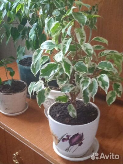 Фикусы Бенджамина,драцена и др.растения