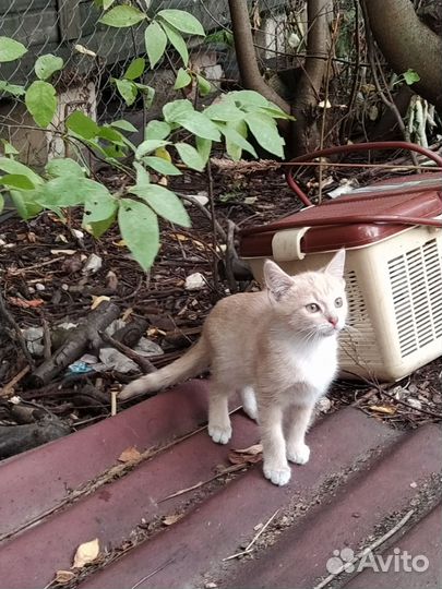 Котики в добрые руки