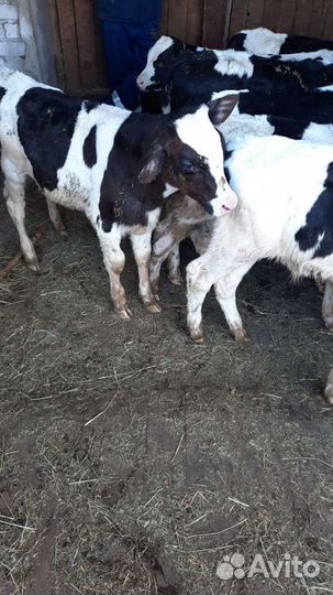 Телята бычки