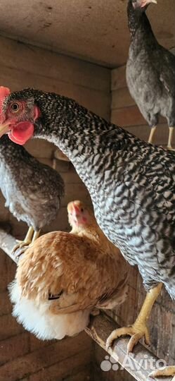 Молодые петушки