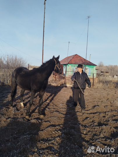 Лошадь