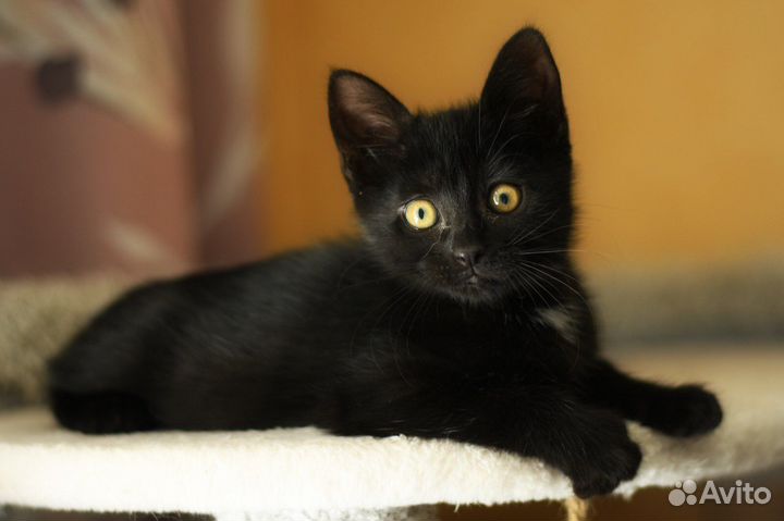 Котенок в добрые руки