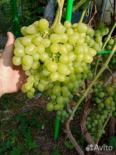 Черенки винограда