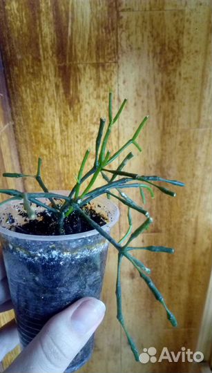 Цветы без забот. Суккуленты