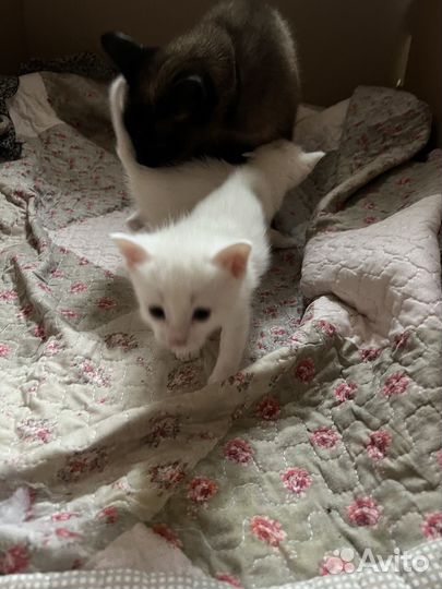 Тайские котята