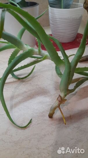 Комнатные цветы Алоэ