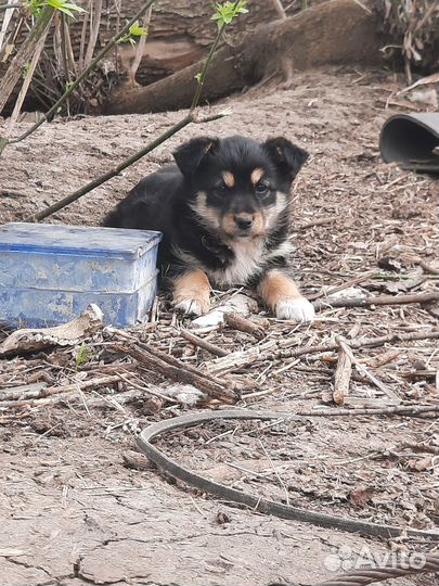 Отдам щенка в добрые руки
