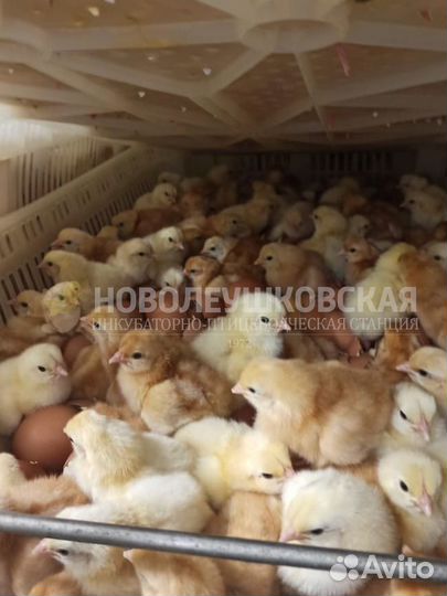 Суточные цыплята несушки Ломан Браун