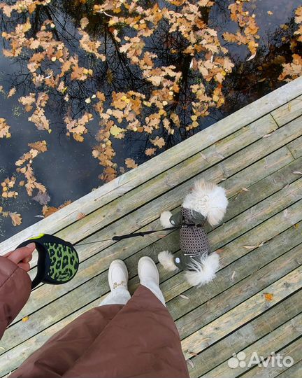 Одежда для собак мелких пород
