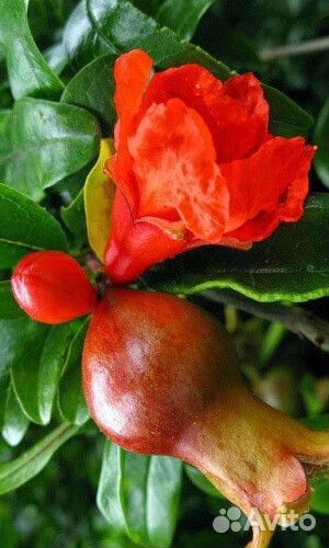 Растения для дома