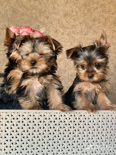 Йокширские терьеры с документами РКФ