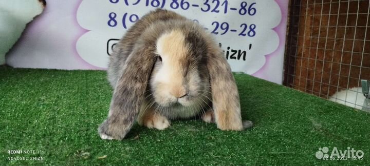 Кролики, мясо кролика(и копченое тож)