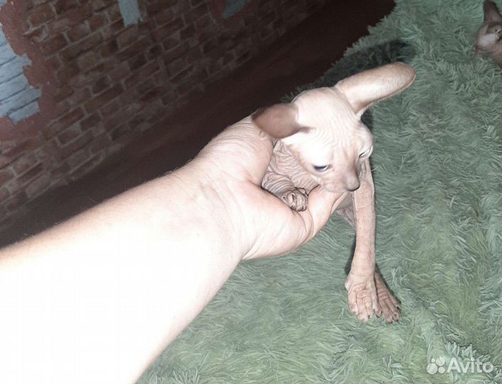Донской сфинкс котята