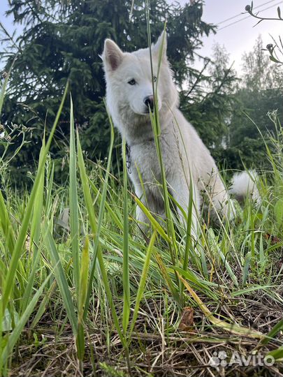 Сибирский хаски