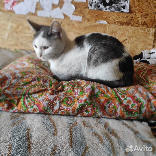 Кошка