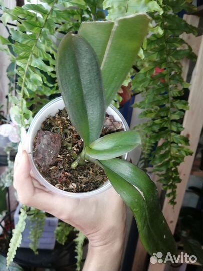 Орхидея Грандифлора Биг Лип Miki White Swan '00'