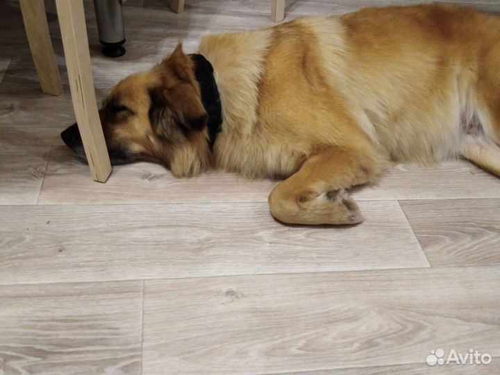 Собака в добрые руки