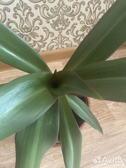 Кордилина растение комнатное