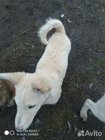 Маленькие собачки бесплатно в добрые руки