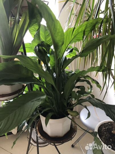 Комнатные цветы