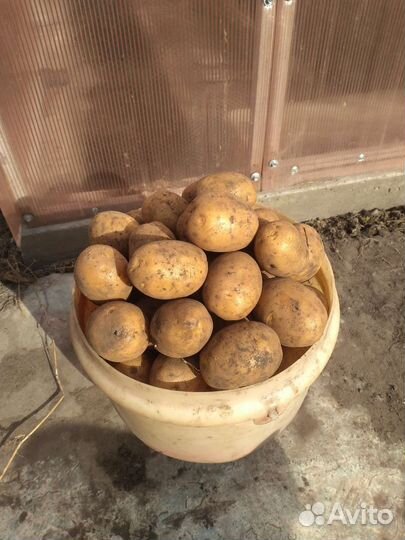 Семянной картофель