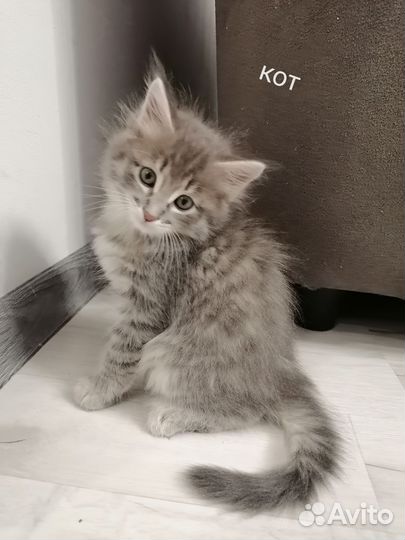 Кошки в добрые руки бесплатно