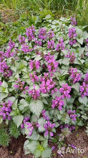 Почвопокровники первоцветы очиток седум молодило