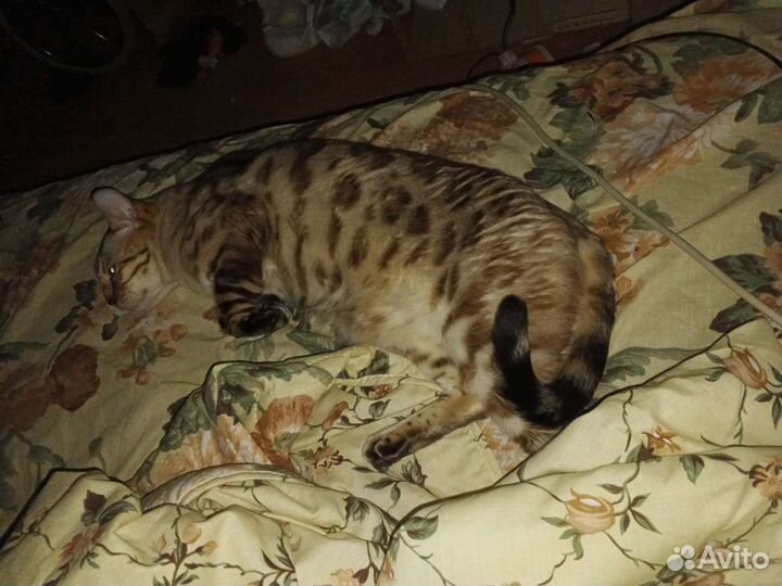 Возьму на передержку