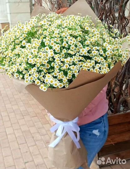 Супер огромный букет ромашек с WOW эффектом