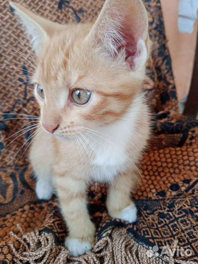 Домашние котята в добрые руки