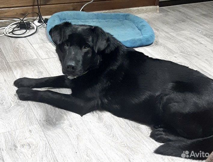 Лабрадор фенотип