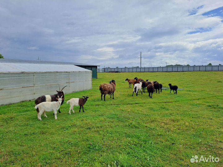 Овцы бараны