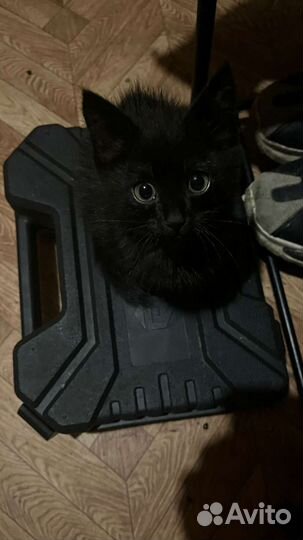 Котенок (девочка)