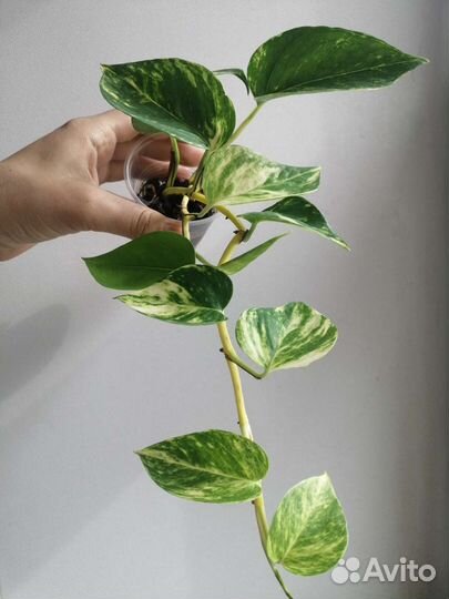 Сциндапсус / Эпипремнум