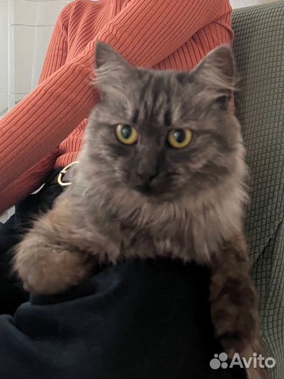 Кошка ласкушка