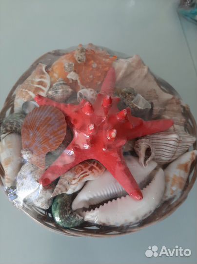 Набор морских ракушек