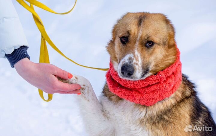 Небольшие собачки