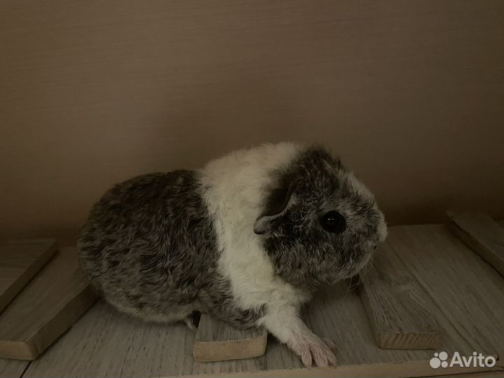 Морская свинка американский тедди