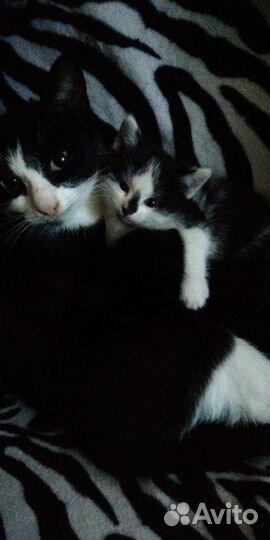 Милые котята