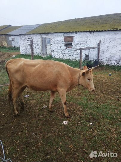 Коровы, телята