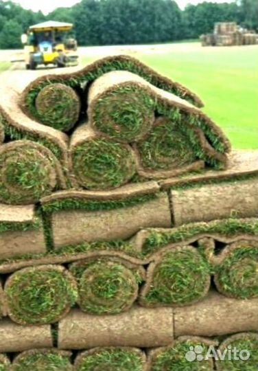 Рулонный газон