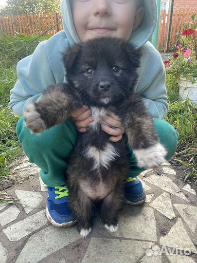 Собака в добрые руки щенок