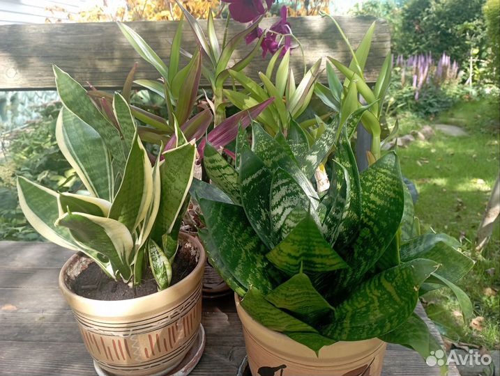 Сансиеверии и Дендробиум