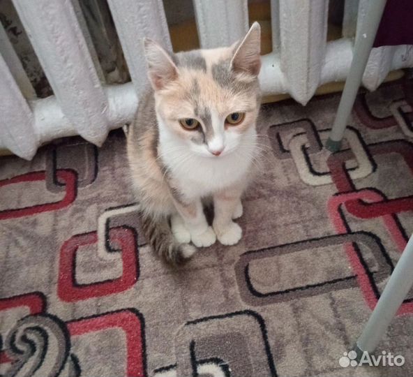 Кошка в дар