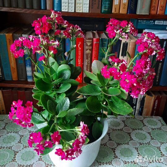 Комнатные цветы каланхоэ