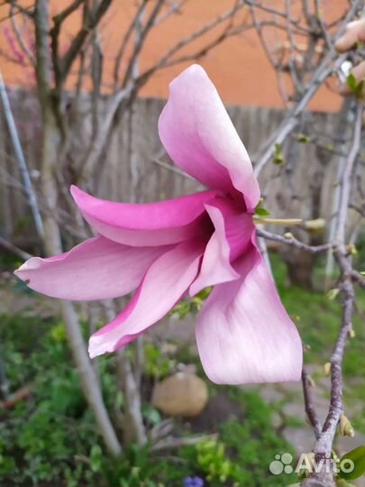 Магнолия