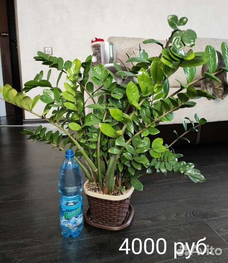 Цветы для дома