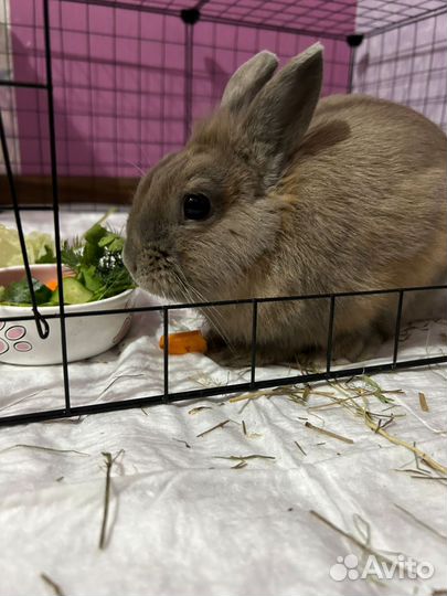 Декоративный кролик с клеткой