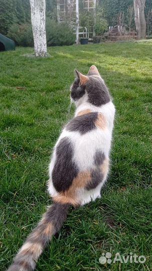 Кошка Соня 1 год
