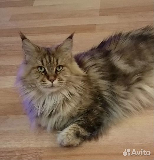 Котята Мейн-кун